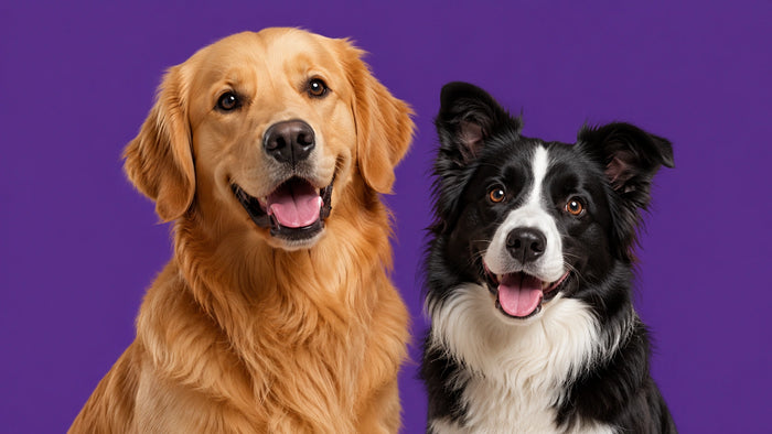Ready to Find Your Buddy?